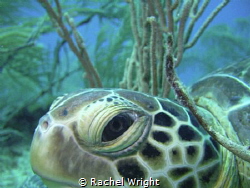 Great opportunity to get close to this turtle resting amo... by Rachel Wright 
